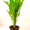 aglaonema evergreen plant