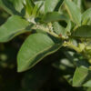 Ashwagandha seeds