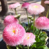 daisy flower pic