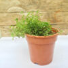 Thyme Potted Plant