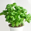 basil