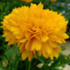 Coreopsis Golden Globe Flower seeds