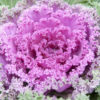 ornamental cabbage