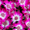 cineraria flower pic