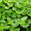 marjoram herb seeds