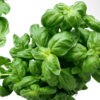 basil genovese seeds