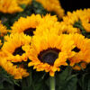 sunflower dwarf seeds