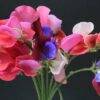 sweet pea flower pic