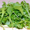 rocket herb seeds
