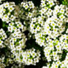 Alyssum Crystal White Flower