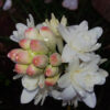 Rajnigandha, tuberose bulbs