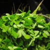 methi vegetable seeds