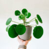 buy chinese money plant online form vitri greens